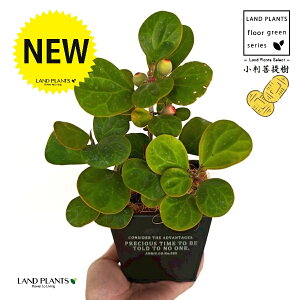 Ro{_CWiFS[hRCj zCgS F XNGA^ uL|bg STCY yRRt@Co[z tBJX fgCfA  {_CW Ficus deltoidea