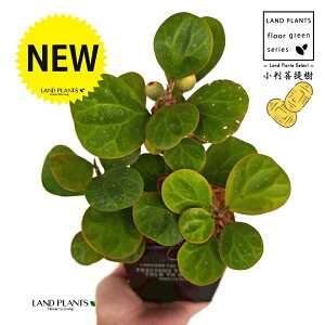 Ro{_CWiFS[hRCj zCgS F XNGA^ uL|bg STCY yRRt@Co[z tBJX fgCfA  {_CW Ficus deltoidea