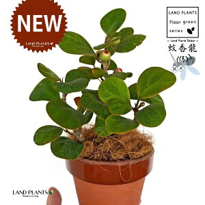 Ro{_CWiFS[hRCj ̂Ȃ ʉ 4 [^ 1 yRRt@Co[z tBJX fgCfA  {_CW Ficus deltoidea