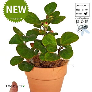 Ro{_CWiFS[hRCj ̂Ȃ fĂ 4 [^ 1 yRRt@Co[z tBJX fgCfA  {_CW Ficus deltoidea