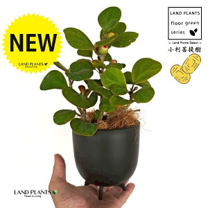 Ro{_CWiFS[hRCj ̕t ōi v F MTCY 1 yRRt@Co[EX^hz tBJX fgCfA  {_CW Ficus deltoidea