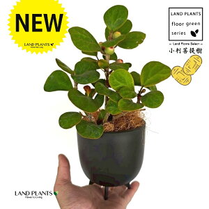 Ro{_CWiFS[hRCj ̕t ōi v F MTCY 1 yRRt@Co[EX^hz tBJX fgCfA  {_CW Ficus deltoidea