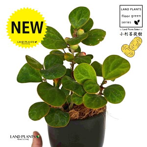 Ro{_CWiFS[hRCj ̕t ōi v F MTCY 1 yRRt@Co[EX^hz tBJX fgCfA  {_CW Ficus deltoidea