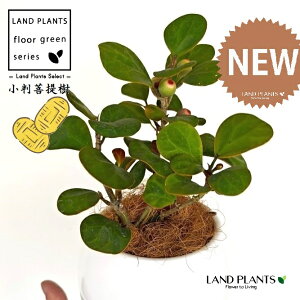 Ro{_CWiFS[hRCj 4 F {[|bg M̎ vX`bN MTCY 1 yRRt@Co[z tBJX fgCfA  {_CW Ficus deltoidea