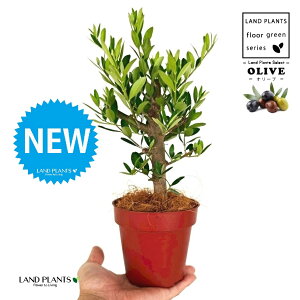 yȖځz I[uiÖؕFj 4 F vX`bN 1 yRRt@Co[z I[u̖ I[u̎ ŗeւ̃v[g ̋LOi eMtg e