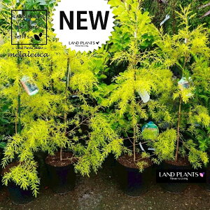 メラレウカ(レボリューションゴールド) 7号 ポット苗 1鉢 オーストラリア原産 ヤマモガシ スクアローサ メラリューカ メラレウカレボリューションゴールド Melaleuca 'revolution gold'