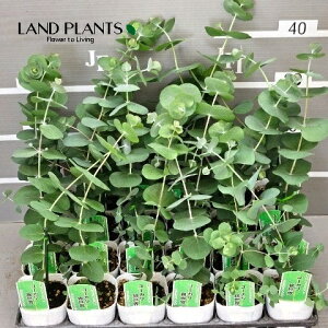 【ケース販売:24入】 ユーカリ(ギンセカイ:銀世界) 3号 ポット苗 24鉢 Eucalyptus