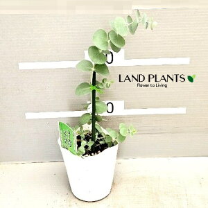 [Jivx_j 3 |bgc 1 Eucalyptus