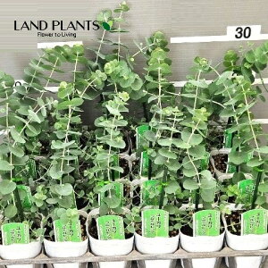 yP[X̔F24z [Jivx_j 3 |bgc 24 Eucalyptus