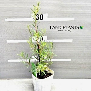 [JiR?j 3 |bgc 1 Eucalyptus