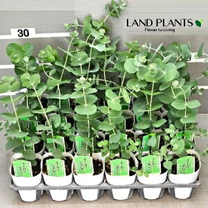 yP[X̔F24z [JiVlAFM}oj 3 |bgc 24 Eucalyptus