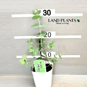 [JiVlAFM}oj 3 |bgc 1 Eucalyptus