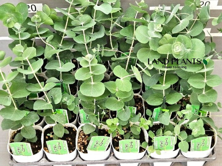 楽天市場】【ケース販売：24入】 ユーカリ（シネレア：ギンマルバ） 3 ユーカリ苗観葉植物ギンマルバ