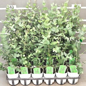 yP[X̔F24z [JiOj[j 3 |bgc 24 Eucalyptus