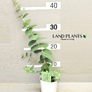 [JiAbv{bNXj 3 |bgc 1 Eucalyptus