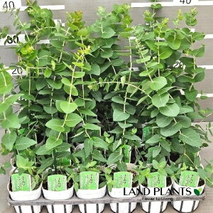 【ケース販売:24入】 ユーカリ(アップルボックス) 3号 ポット苗 24鉢 Eucalyptus