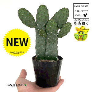 T{einGXqFX~G{Vj 2F  3 |bgc 1 oUCT{e E`T{e JN^X  A cactus