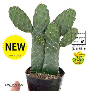 T{einGXqFX~G{Vj 2F  3 |bgc 1 oUCT{e E`T{e JN^X  A cactus