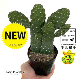 T{einGXqFX~G{Vj 2F  3 |bgc 1 oUCT{e E`T{e JN^X  A cactus