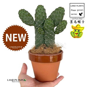 T{einGXqFX~G{Vj 2F  ̂Ȃ ʉ 4 [^ 1 yRRt@Co[z oUCT{e E`T{e JN^X  A cactus