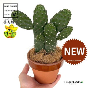 T{einGXqFX~G{Vj 2F  ̂Ȃ ʉ 4 [^ 1 yRRt@Co[z oUCT{e E`T{e JN^X  A cactus