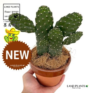 T{einGXqFX~G{Vj 2F  ̂Ȃ ʉ 4 [^ 1 yRRt@Co[z oUCT{e E`T{e JN^X  A cactus