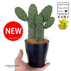 T{einGXqFX~G{Vj 2F  4 F vX`bN 1 yRRt@Co[z oUCT{e E`T{e JN^X  A cactus