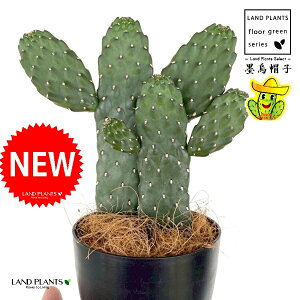 T{einGXqFX~G{Vj 2F  4 F vX`bN 1 yRRt@Co[z oUCT{e E`T{e JN^X  A cactus