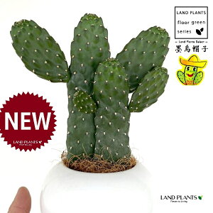 T{einGXqFX~G{Vj 2F  F ی^ 픫 1 yMERRt@Co[z oUCT{e E`T{e JN^X  A cactus