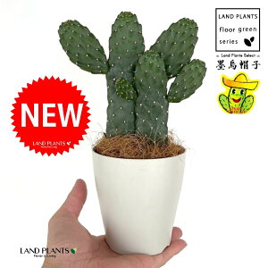 T{einGXqFX~G{Vj 2F  4 F vX`bN 1 yRRt@Co[z oUCT{e E`T{e JN^X  A cactus