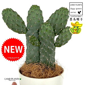 T{einGXqFX~G{Vj 2F  4 F vX`bN 1 yRRt@Co[z oUCT{e E`T{e JN^X  A cactus