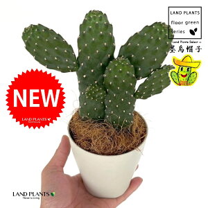 T{einGXqFX~G{Vj 2F  4 F vX`bN 1 yRRt@Co[z oUCT{e E`T{e JN^X  A cactus