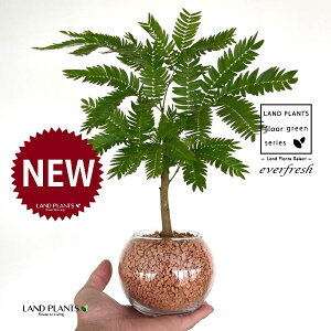 Go[tbViR`j {[^ KXe 1 yZ~XAEĕz lmL nChJ`[ ͔|Z~XOj[ A Ԋ ԕr everfresh hydroculture