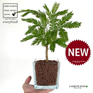 Go[tbViR`j L[u^ KXe 1 ynCh{[AEĕz lmL nChJ`[ ͔|nChR[ A Ԋ ԕr everfresh hydroculture