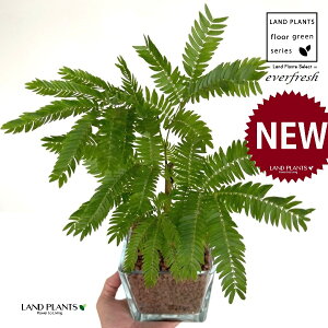 Go[tbViR`j L[u^ KXe 1 ynCh{[AEĕz lmL nChJ`[ ͔|nChR[ A Ԋ ԕr everfresh hydroculture