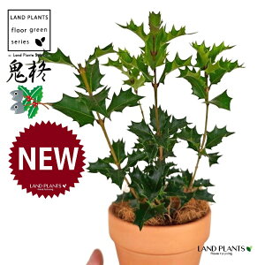 qCMiSAFIjqCMj ̂Ȃ fĂ 4 [^ 1 yRRt@Co[z SЂ炬 ɂЂ炬 u A A qCM Ђ炬 h gQ ĥt Osmanthus heterophyllus