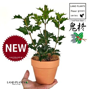 qCMiSAFIjqCMj ̂Ȃ fĂ 4 [^ 1 yRRt@Co[z SЂ炬 ɂЂ炬 u A A qCM Ђ炬 h gQ ĥt Osmanthus heterophyllus