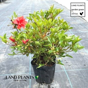 TcLiguFxjTJYLj 5 |bgc 1 H mC TcLccWiHUPj fRgi񂱂j Rhododendron indicum