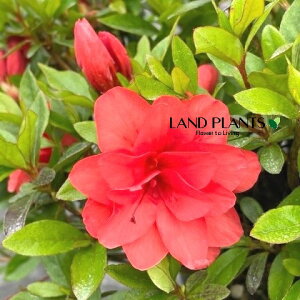 yP[X̔F12z TcLiguFxjTJYLj 5 |bgc 12 H mC TcLccWiHUPj fRgi񂱂j Rhododendron indicum