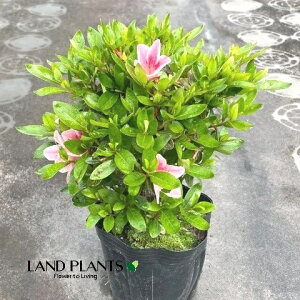 TcLiC{[j 5 |bgc 1 H mC TcLccWiHUPj fRgi񂱂j Rhododendron indicum