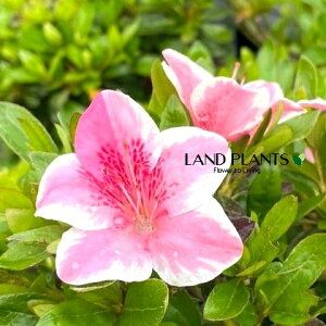 yP[X̔F12z TcLiC{[j 5 |bgc 12 H mC TcLccWiHUPj fRgi񂱂j Rhododendron indicum