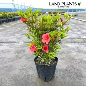 TcLigFNiCj 5 |bgc 1 H mC TcLccWiHUPj fRgi񂱂j Rhododendron indicum