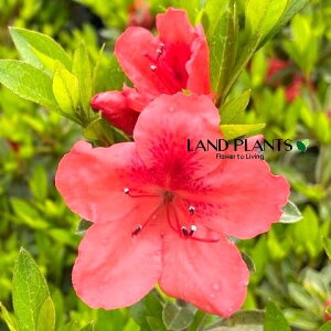 yP[X̔F12z TcLigFNiCj 5 |bgc 12 H mC TcLccWiHUPj fRgi񂱂j Rhododendron indicum