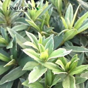 ツツジ(ヒラドツツジ:斑入り葉・紫一重花) 5号 ポット苗 1鉢 平戸ツツジ 躑躅 映山紅 平戸躑躅 映山紅(えいさんこう) ローデンドロン Rhododendron Azalea