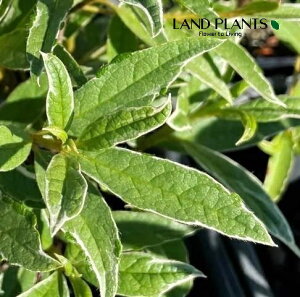 【ケース販売:12入】 ツツジ(ヒラドツツジ:斑入り葉・紫一重花) 5号 ポット苗 12鉢 平戸ツツジ 躑躅 映山紅 平戸躑躅 映山紅(えいさんこう) ローデンドロン Rhododendron Azalea