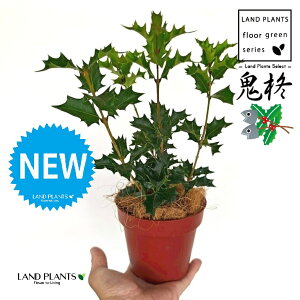 qCMiSAFIjqCMj 4 F vX`bN 1 yRRt@Co[z SЂ炬 ɂЂ炬 u A A qCM Ђ炬 h gQ ĥt Osmanthus heterophyllus