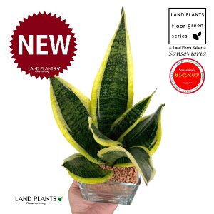 TXxAi[`FV[gj L[u^ KXe 1 yZ~XAEĕz Ղ̔ gmI [eB TZxA nChJ`[ ͔| Z~XOj[ 