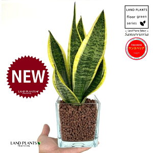 TXxAi[`FV[gj L[u^ KXe 1 ynCh{[AEĕz Ղ̔ gmI [eB TZxA nChJ` ͔| nChR[ 