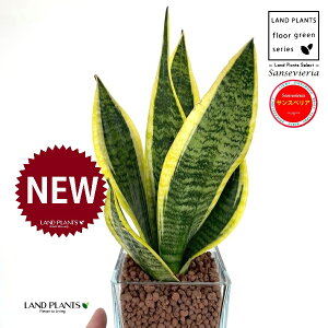 TXxAi[`FV[gj L[u^ KXe 1 ynCh{[AEĕz Ղ̔ gmI [eB TZxA nChJ` ͔| nChR[ 