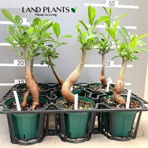 バオバブ(ディキタータ) 4.5号 ポット苗 1鉢 バ・オバブ バオバブの木ウムコーモ クーカ ムブユ ボッキ シラー トゥエガ アジアンハーブ Baobab Adans